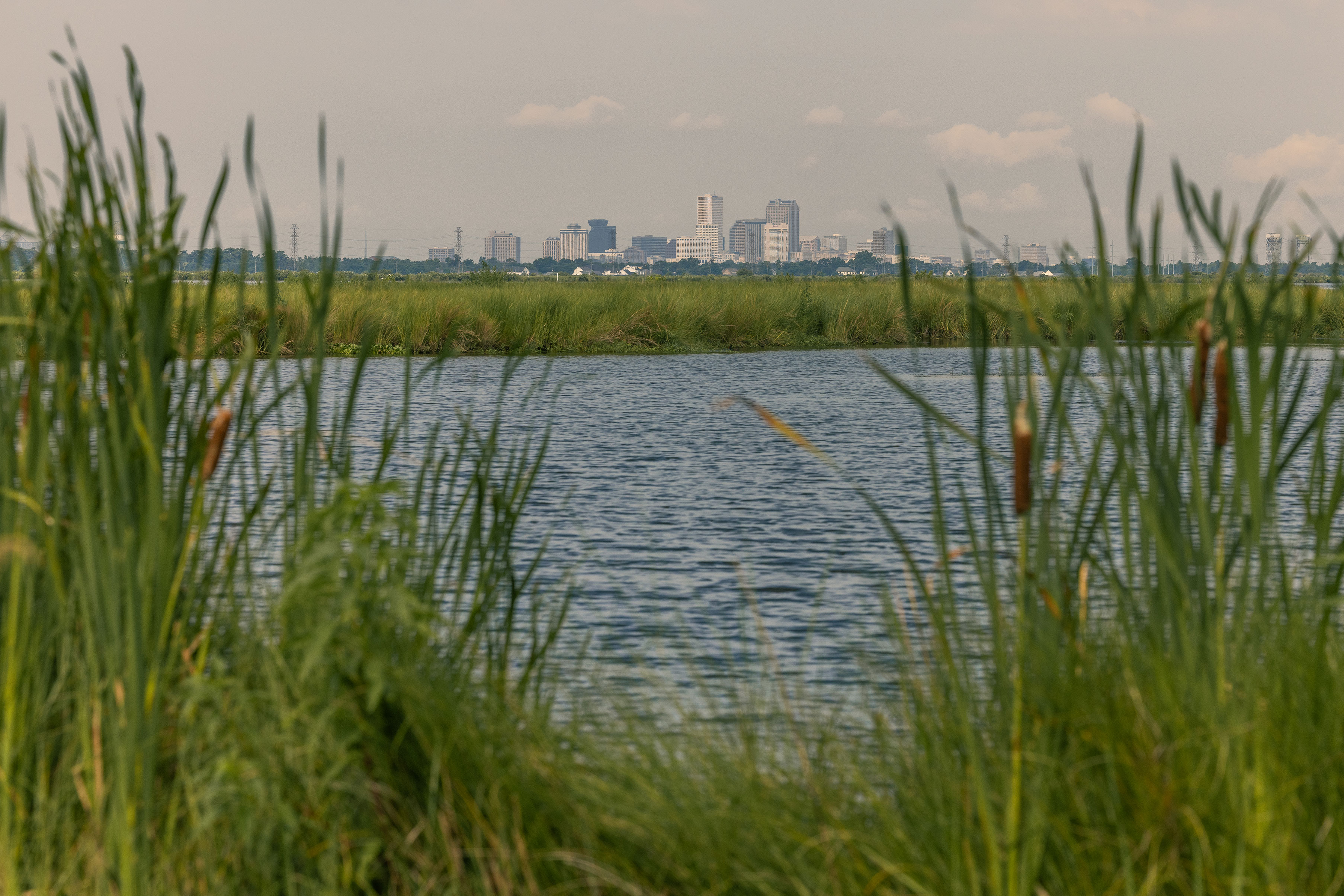 The city skyline through the marshes.